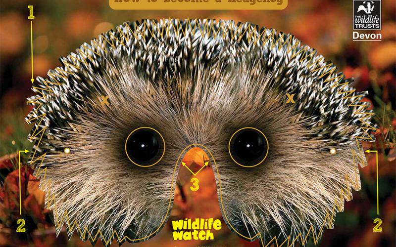 Devon Wildlife Trust, hedgehog mask